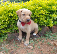 Roxy