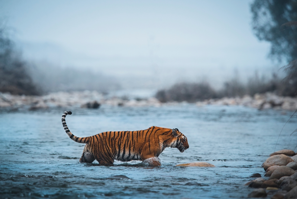 Corbett