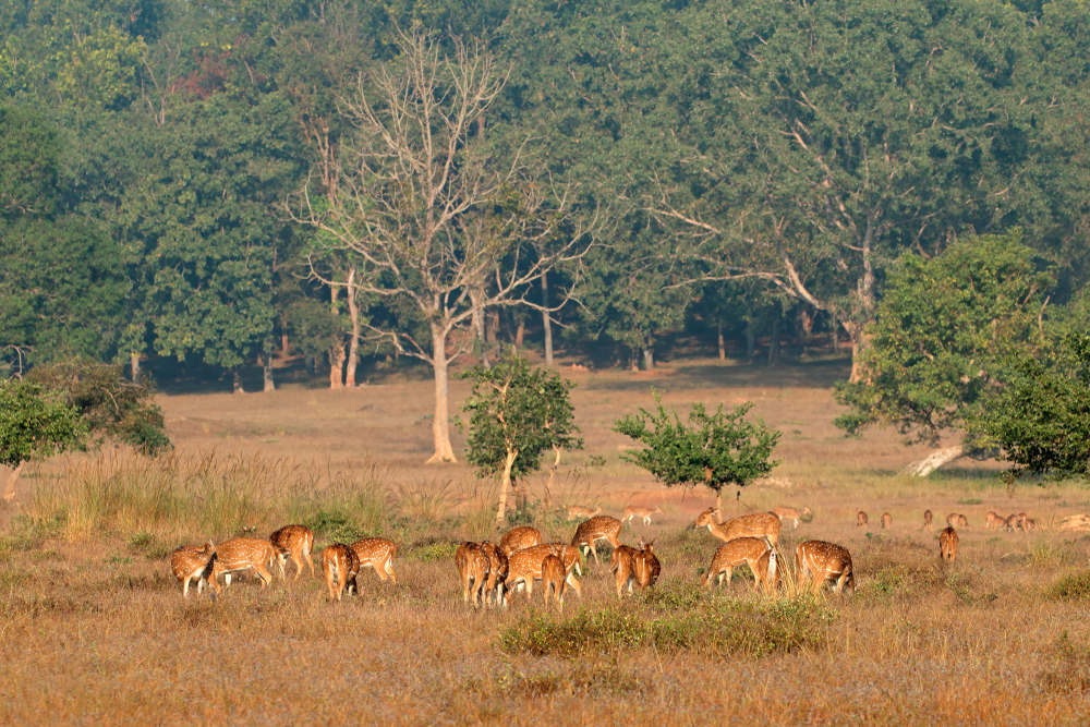 Kanha